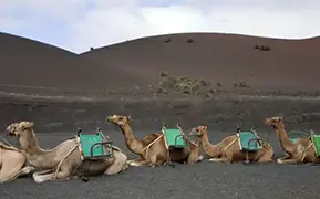Лансароте