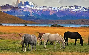 Пунта-Аренас