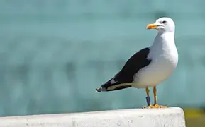 Зебругге