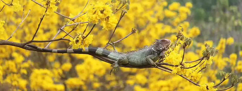 Куру
