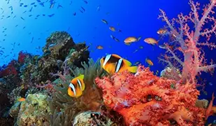 Красное море