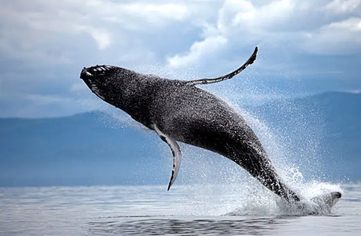 Фото 3 Alaskan Dream