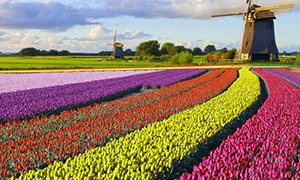 immagine di Netherlands